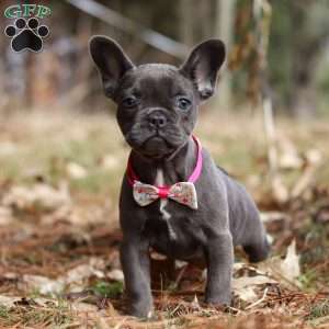 Stella, French Bulldog Puppy